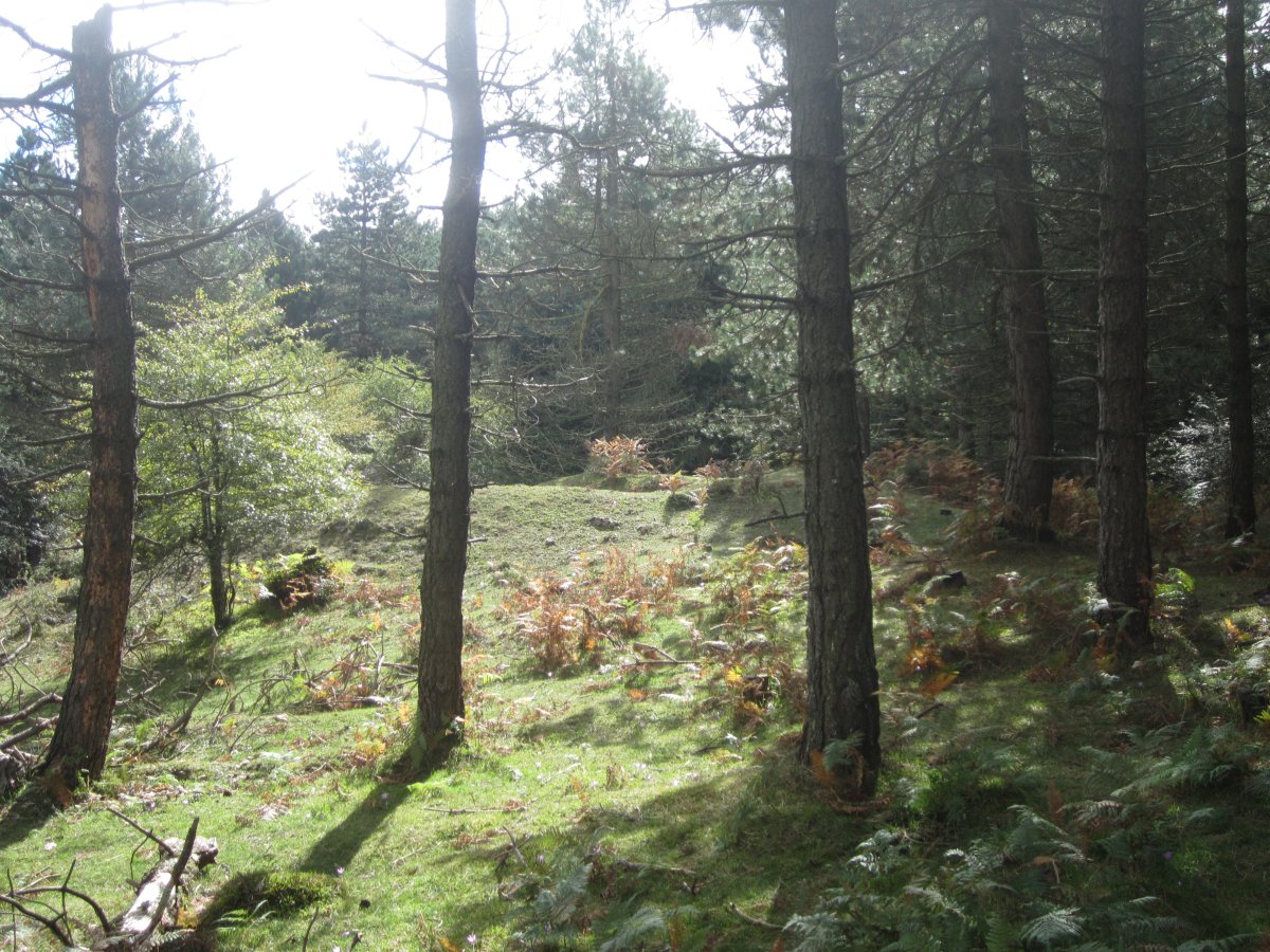 ¿Túmulo Lezana 1 ?        Octubre 2013