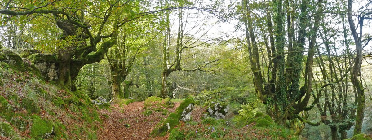 Pagadi ederra, Erbitz eta Zamariborro mendien artean