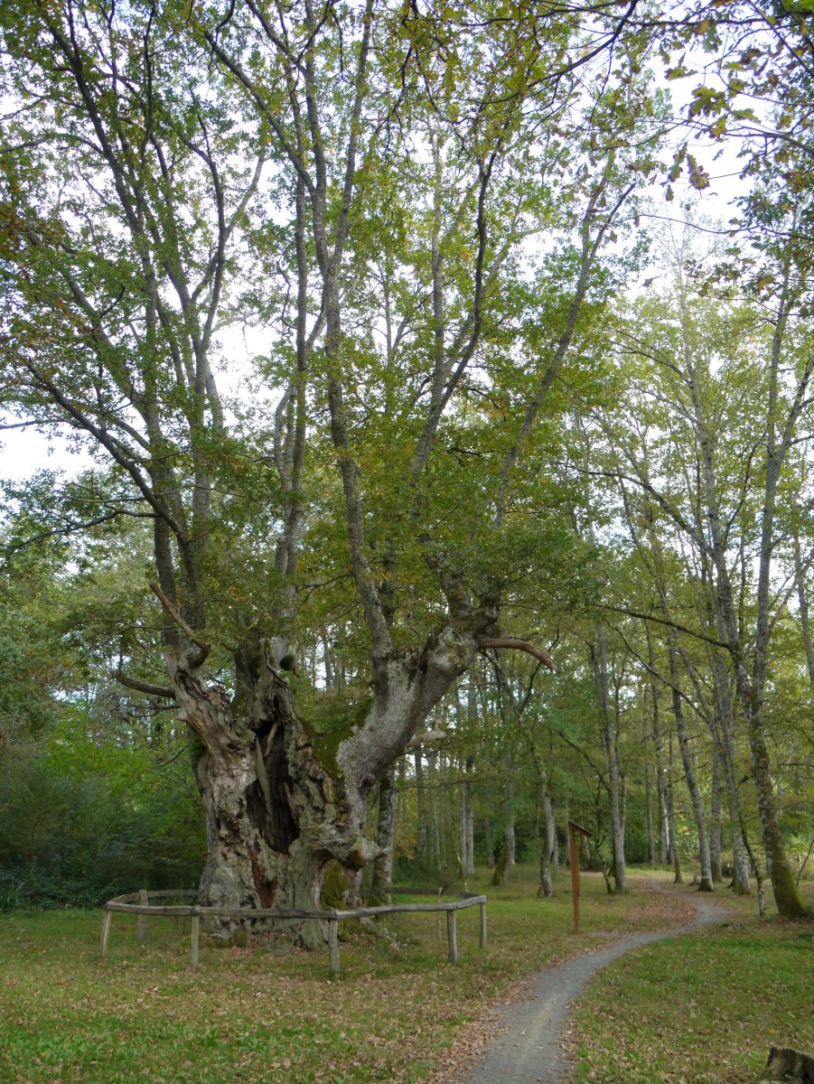 Jauntsarasko haritza