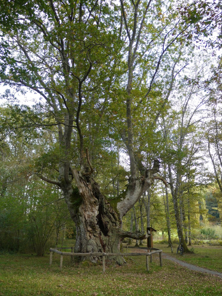 Jauntsarasko haritza