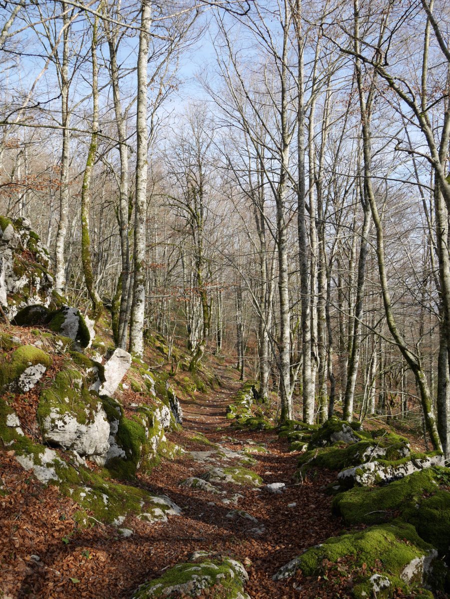 Baraibartik San Migelera igotzen den bidea (PR-NA 82), Otsoita parean.