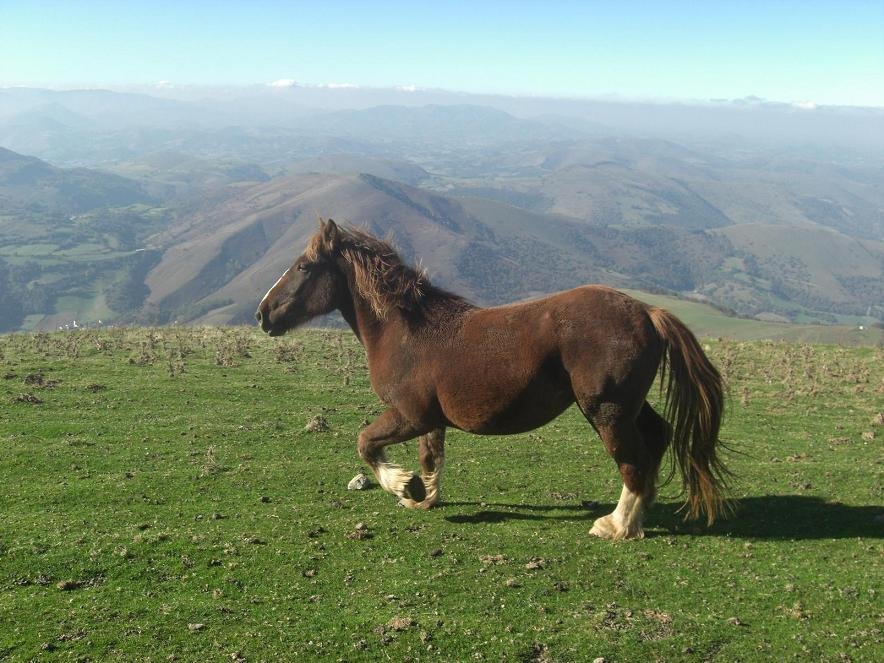 Tontorrean, lasterketan...