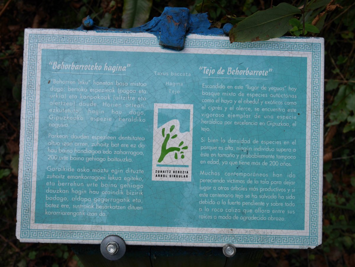 Behorbarroteko hagina, Pagoeta