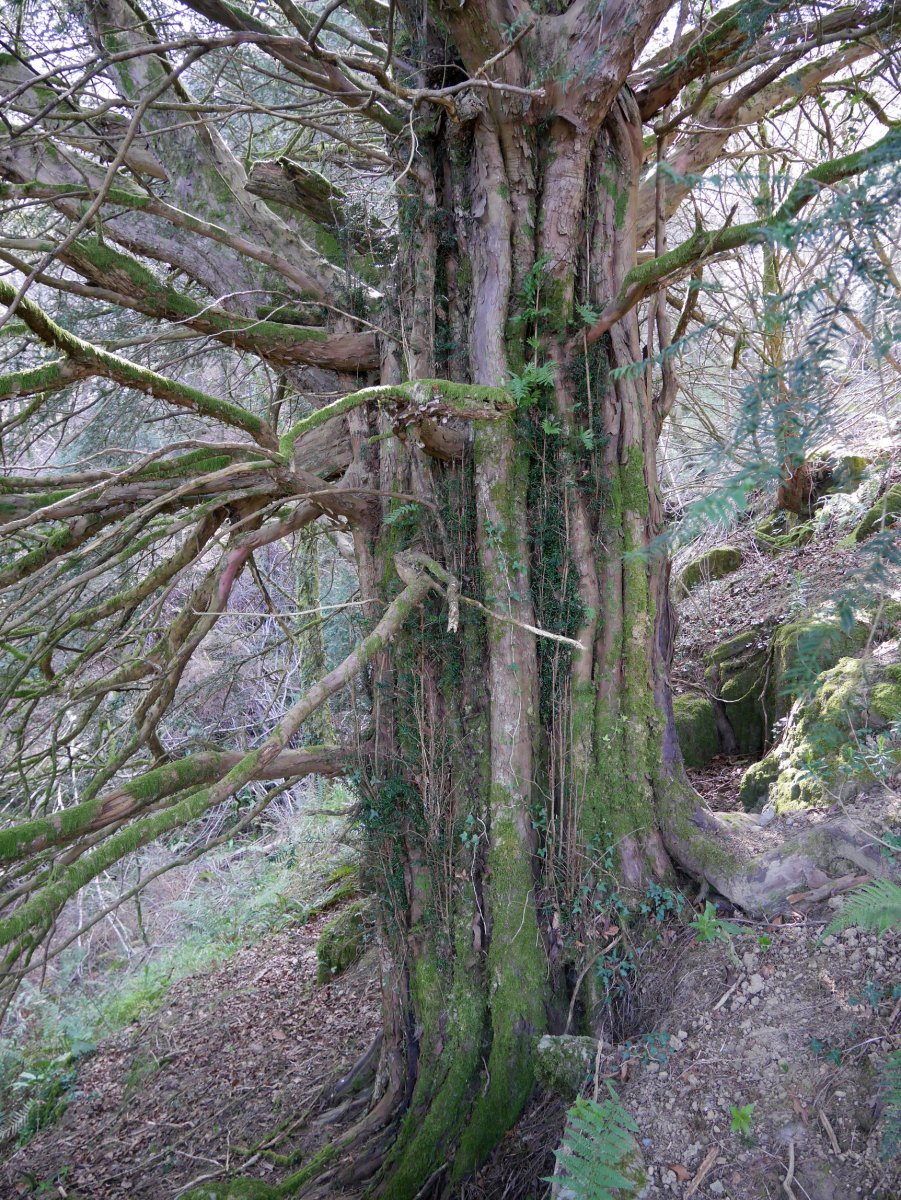 Behorbarroteko hagina, Pagoeta