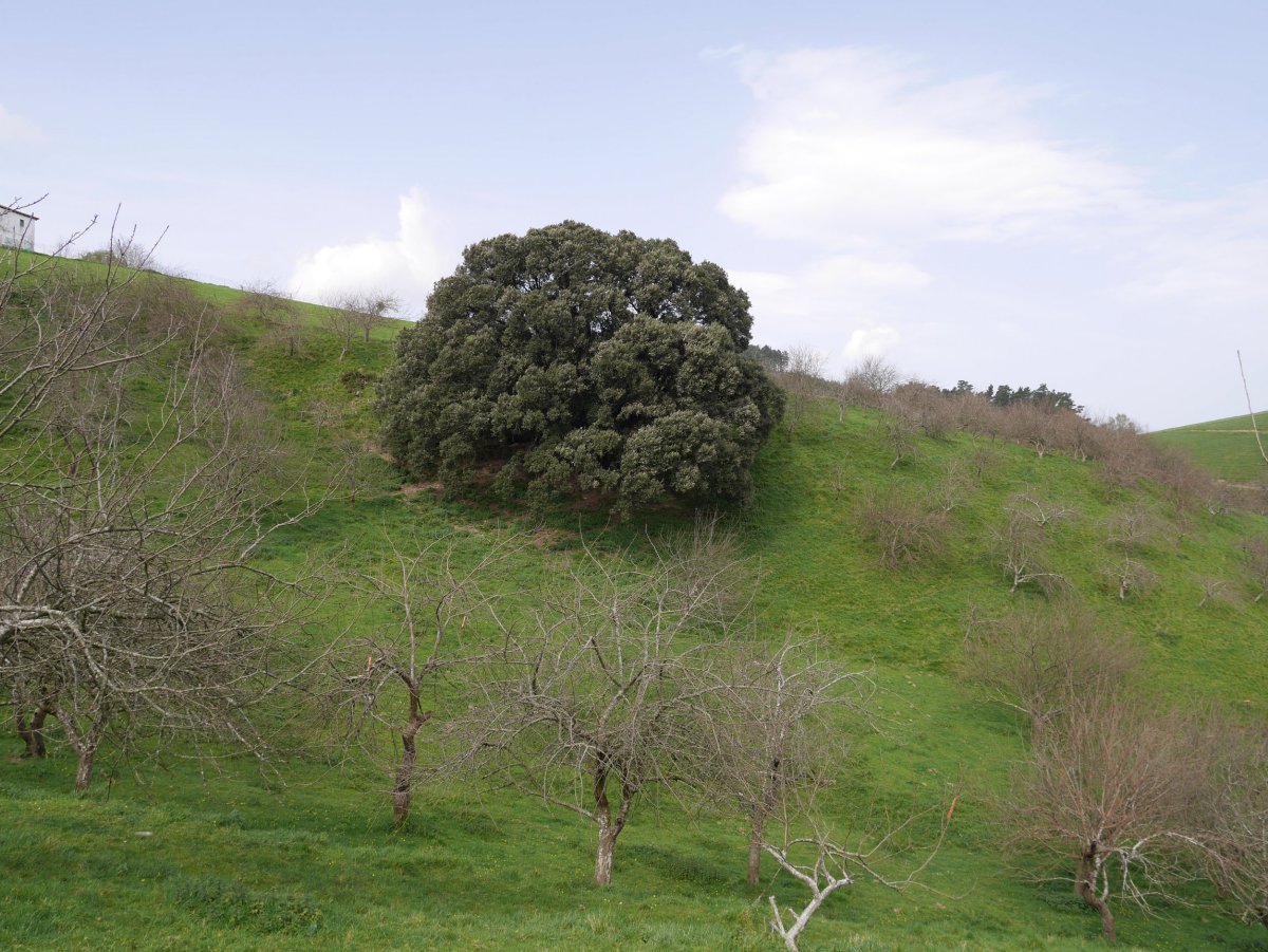 Aizarnazabalgo artea