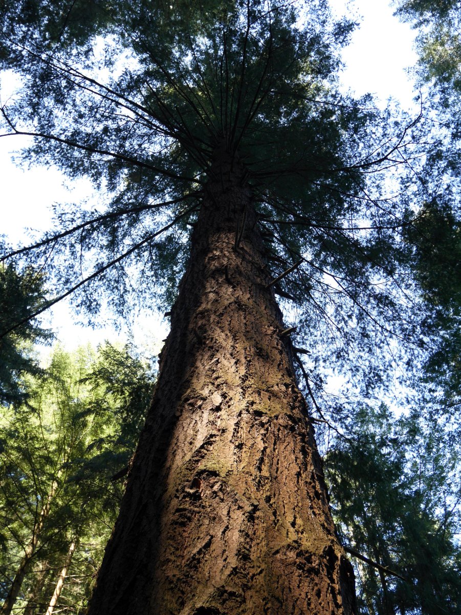 Albizturko Douglas izeia