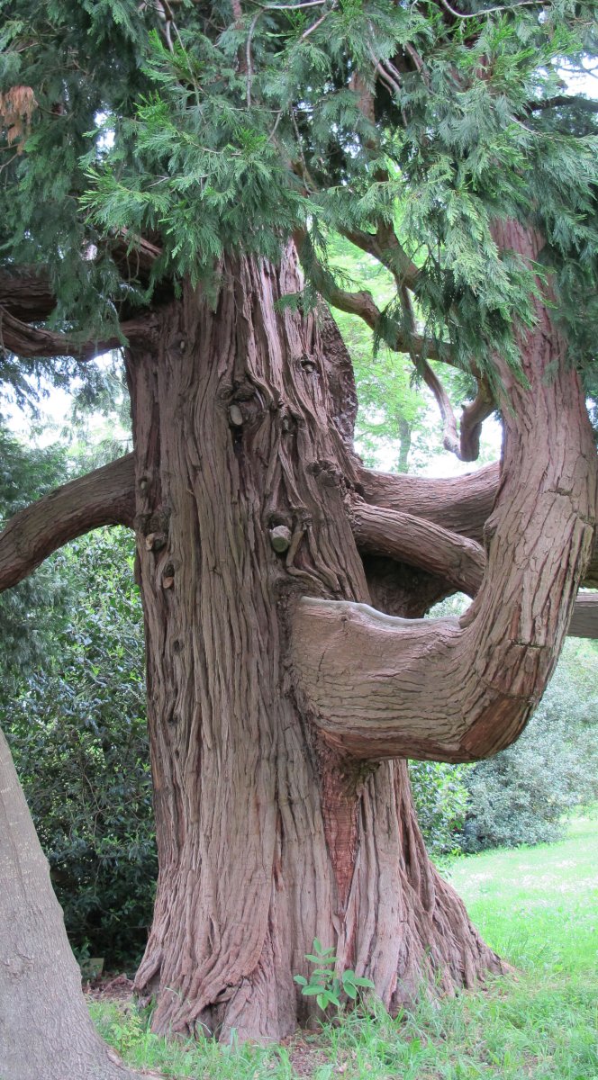Chamaecyparis lawsoniana, Irabarne jauregiko lorategian