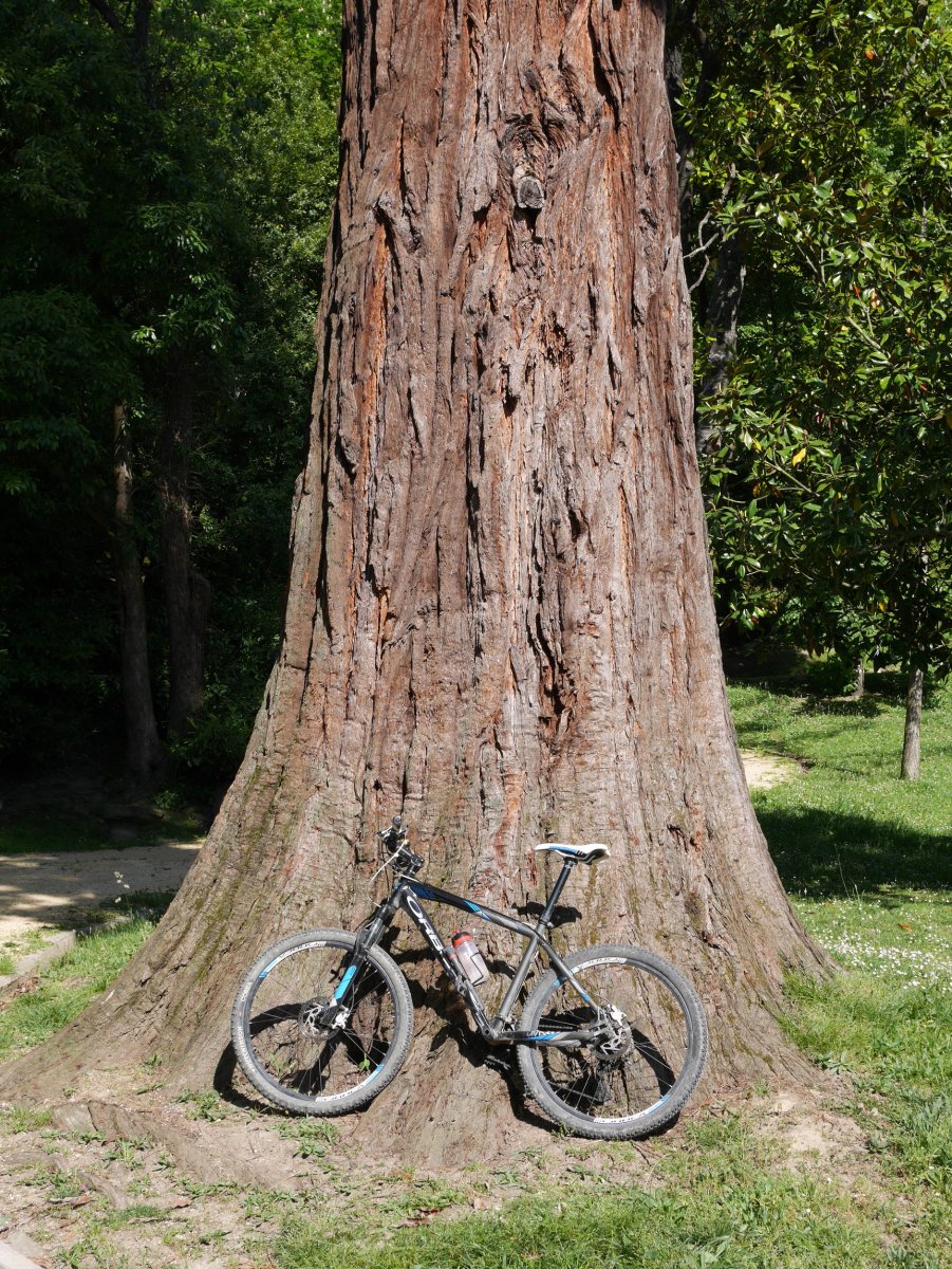 Monterroneko sekuoia(2), Arrasate