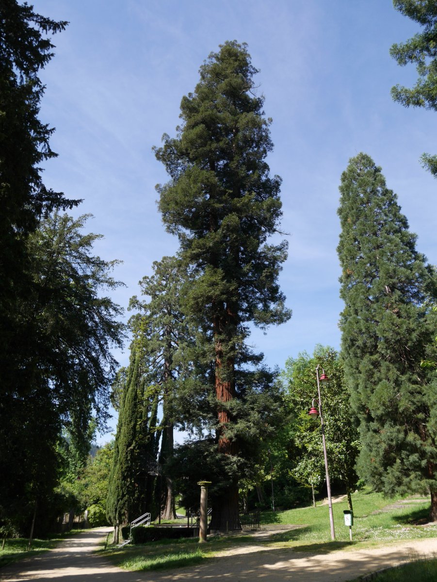 Monterroneko sekuoia, Arrasate