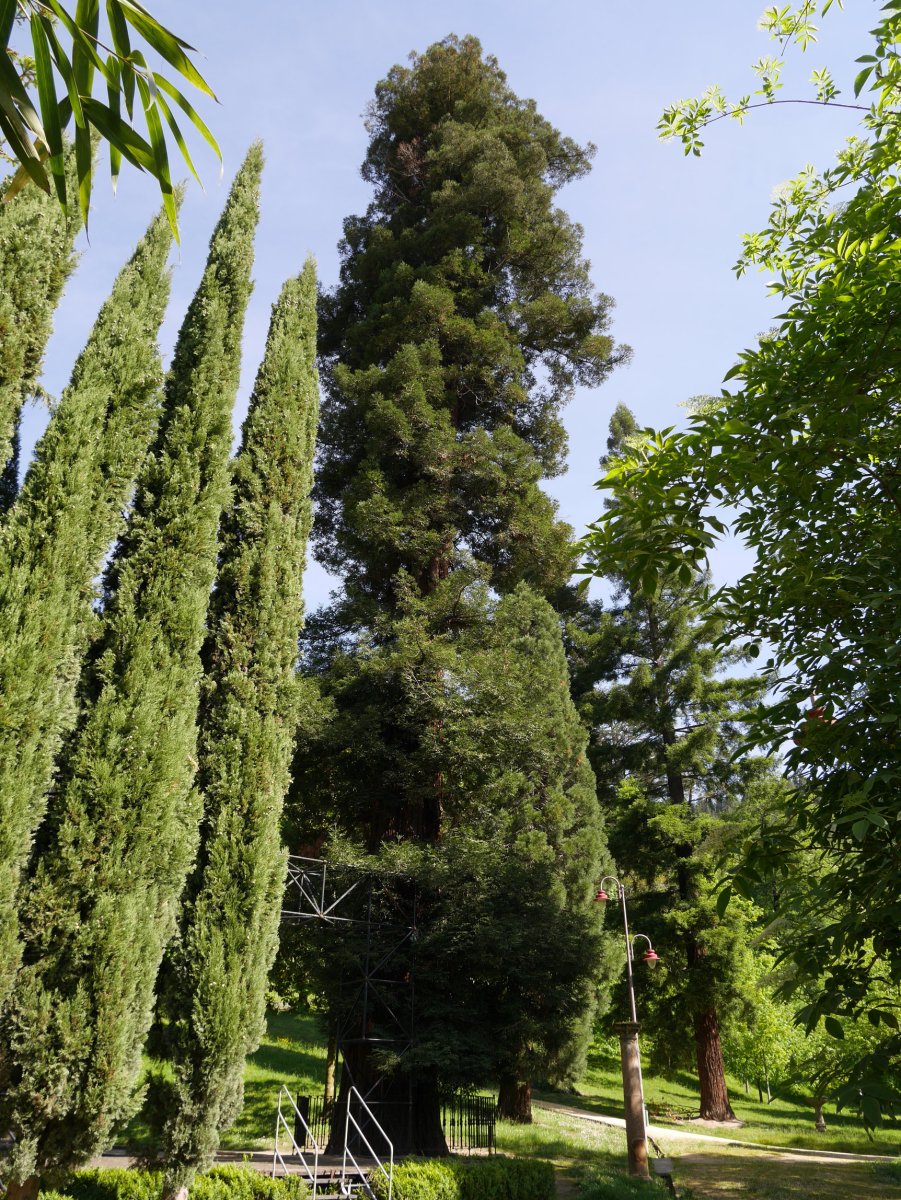 Monterroneko sekuoia, Arrasate