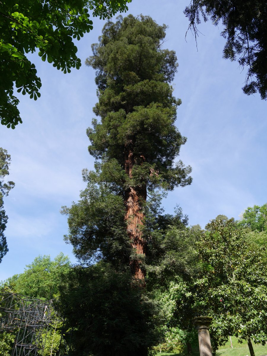 Monterroneko sekuoia, Arrasate