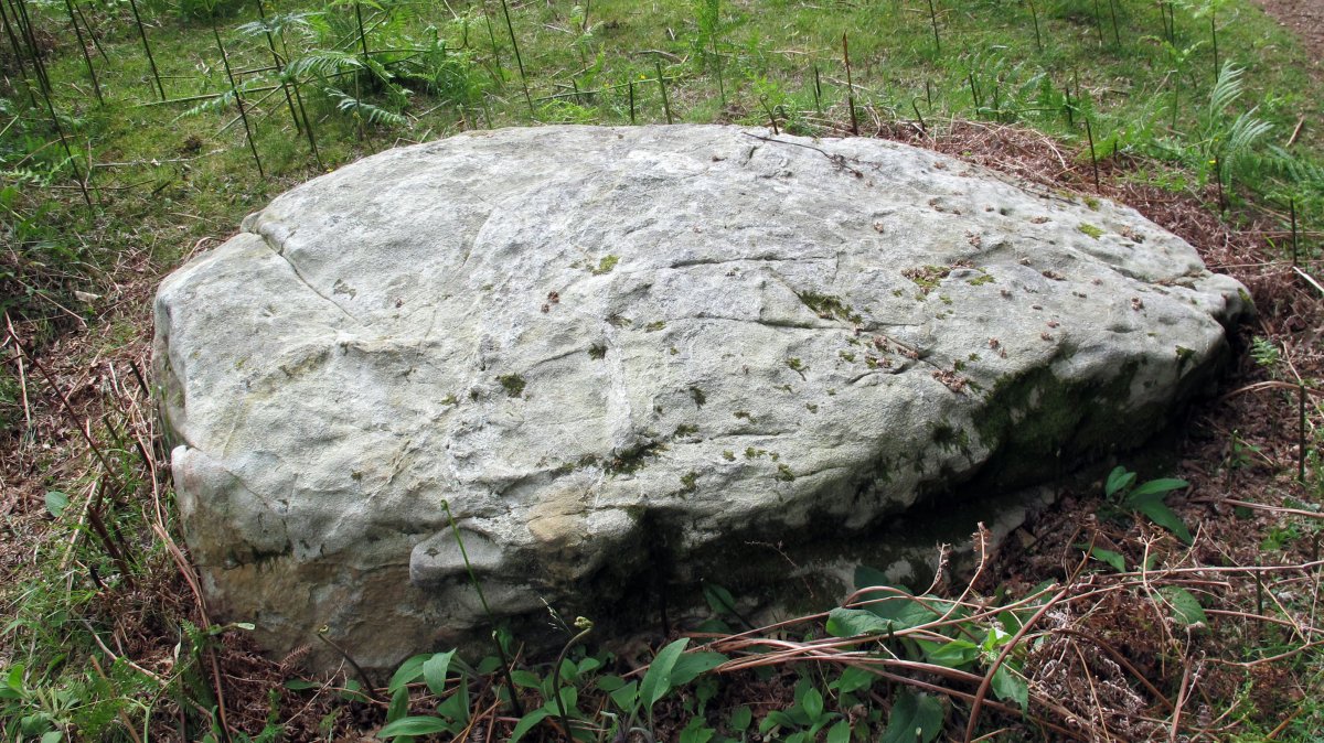 Faague zutarria, Sara