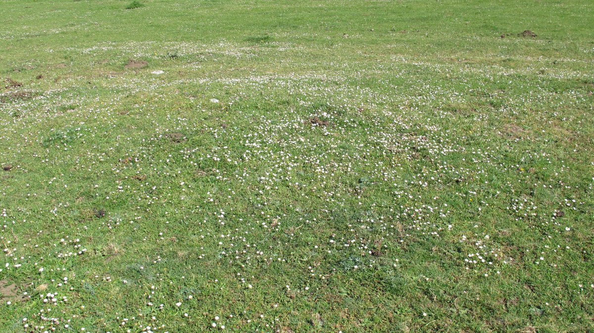 Raso Urbasa tumulua 2, Urbasa