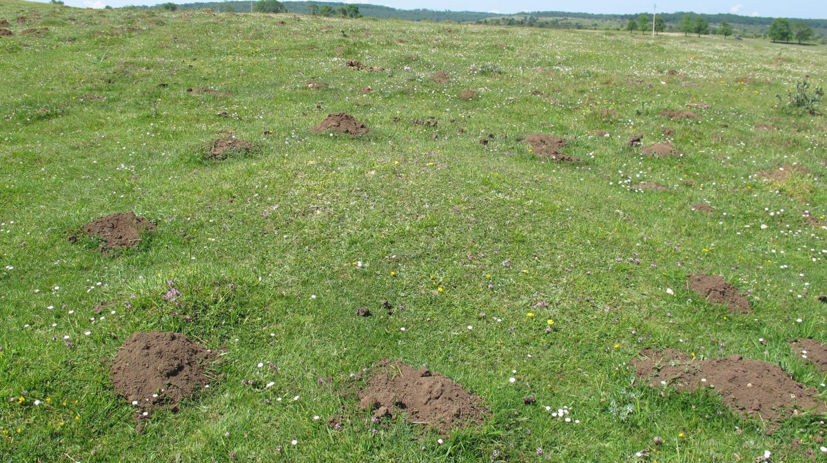 Raso Urbasa (dolinas) tumulu 3, Urbasa