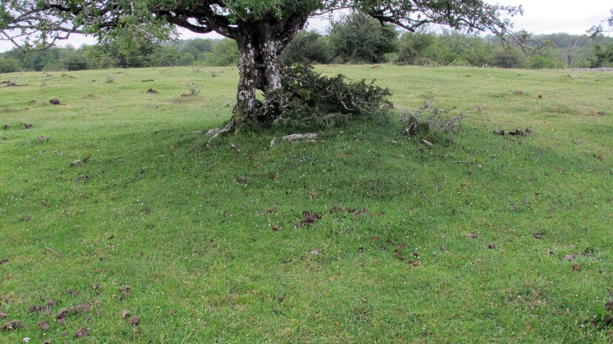 Pedrotxiki hego tumulu 2, Urbasa