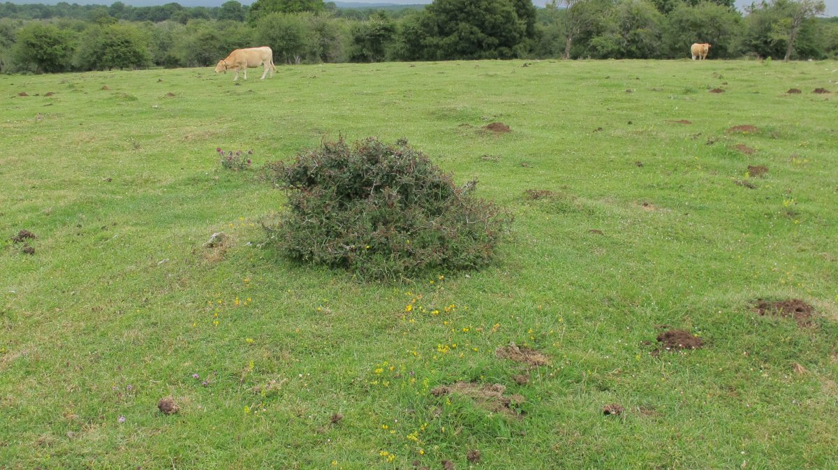 Pedrotxiki ipar tumulu 9, Urbasa