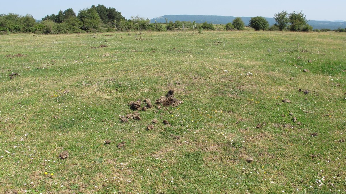 Andasarri 2 tumulua, Limitaciones