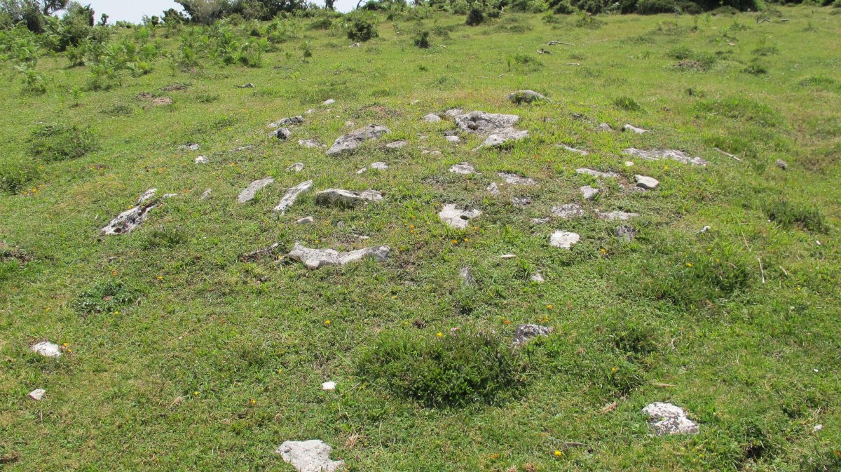 Soiluze tumulua, Urbasa