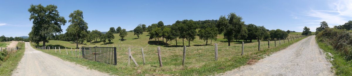 Orkingo haritzaren inguruak