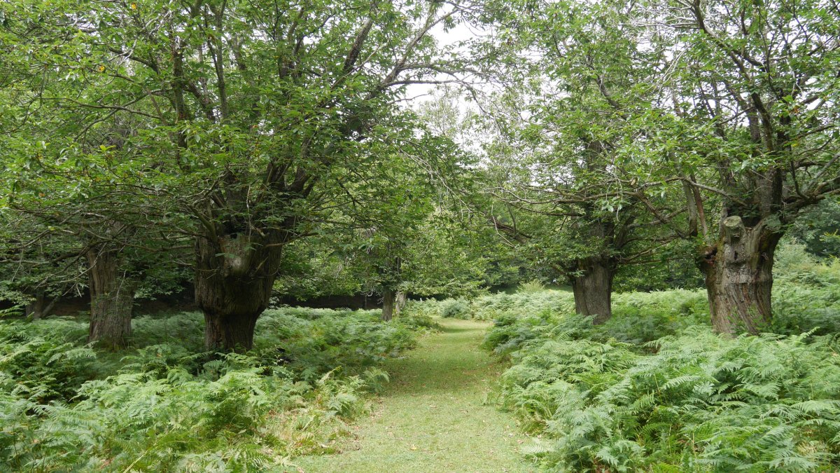 Gaztainondo zaharrak