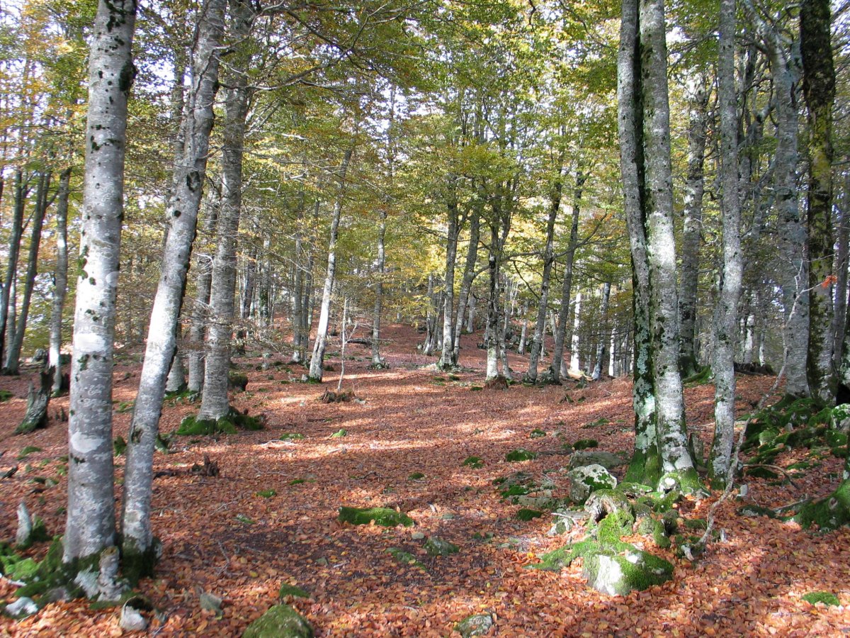 Tontorraren inguruak