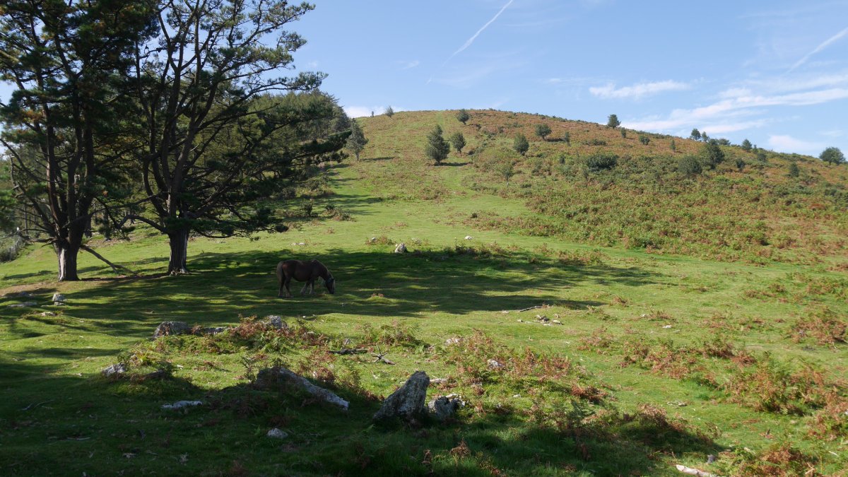 Manddale harrespil multzoa, Ibardin aldeko bizkarrean