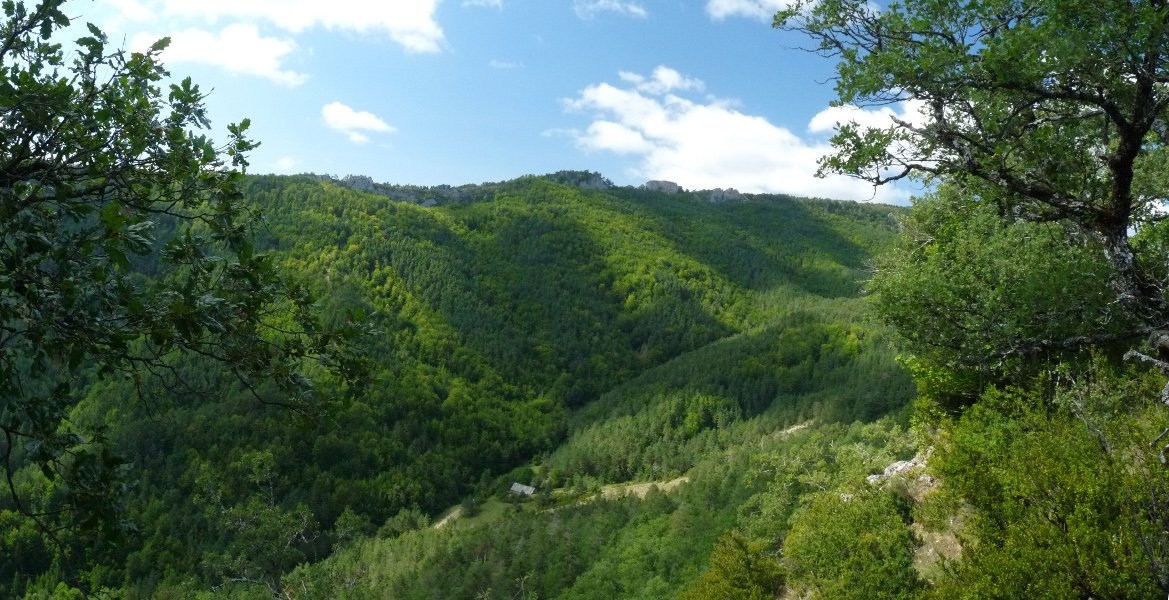 Aranbeltza sakanaka Olagainako bidetik