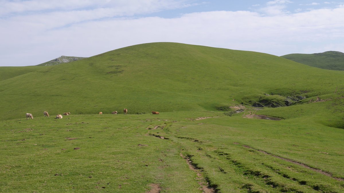 Aoki gaina, Mendebaldetik