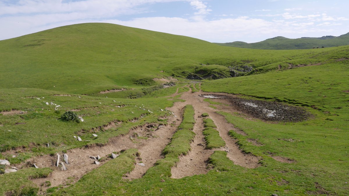 Aoki gaina, Mendebaldetik