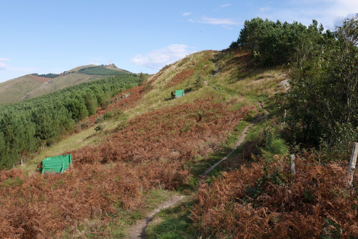 Bizkarreko bidezidorra