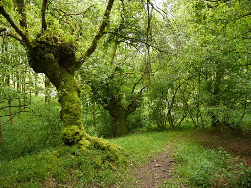 Ibilbideko pasarte bat