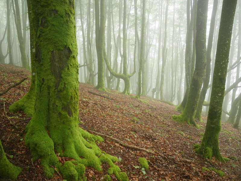 Esnauritzaganako pagadia