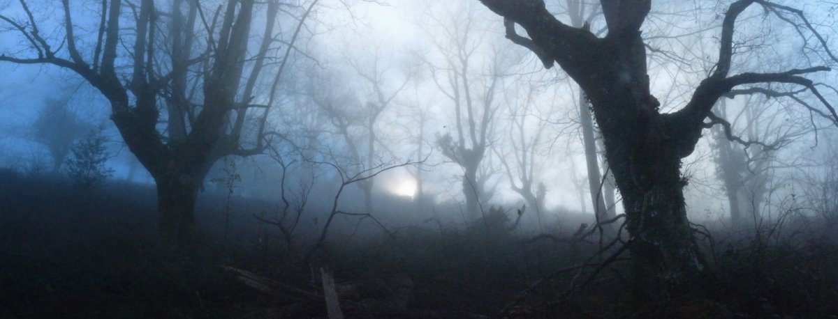 Lainopeko basoa Narbarteko bidean