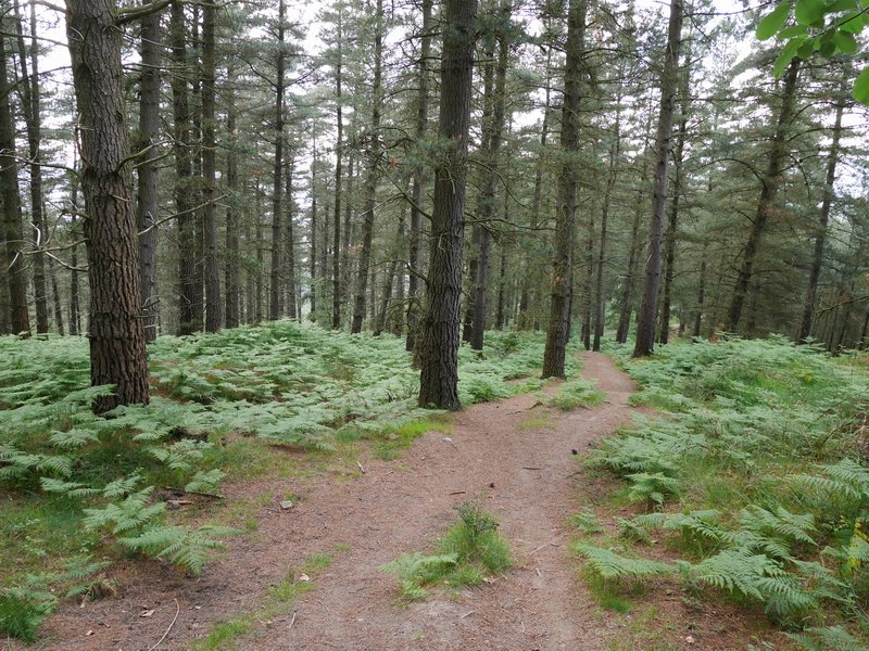 Pinua Orozkora bidean