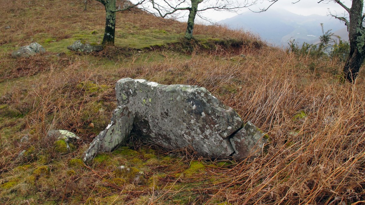 Mikelare trikuharria, Arrosa