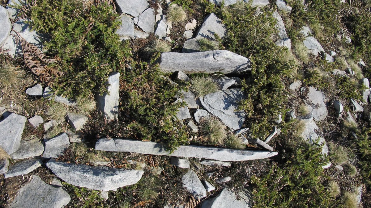 Latargi 17 trikuharria, Eratsun