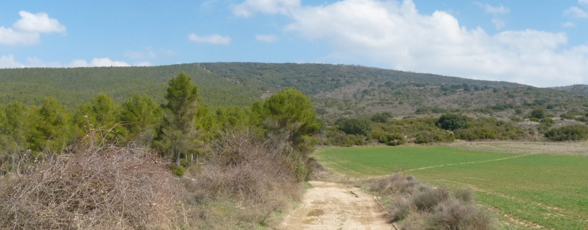 Farradilloko bizkar luzea