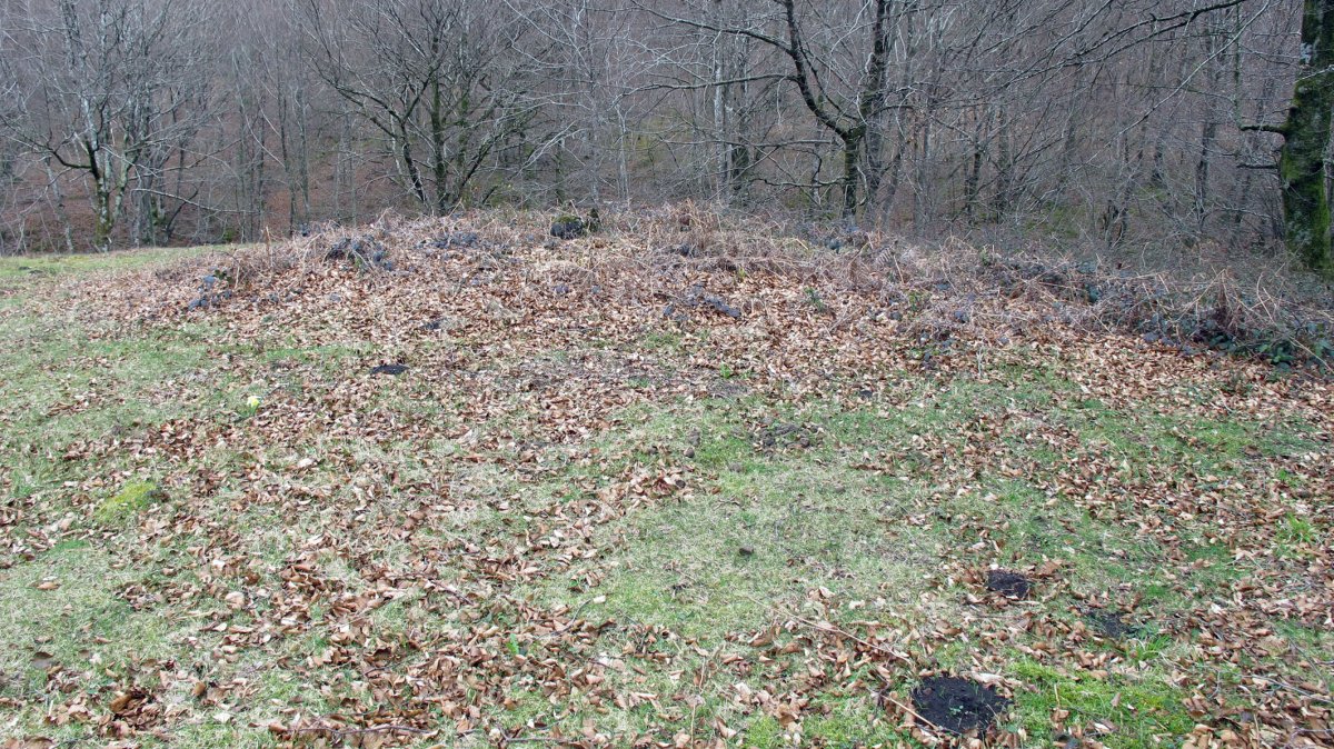 Lizaso trikuharria, Donamaria