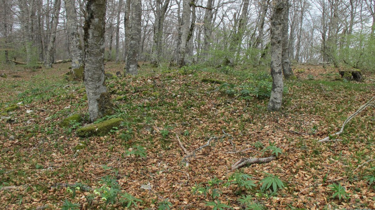 Bagaritxa 1 mendebalde tumulua, Goñi