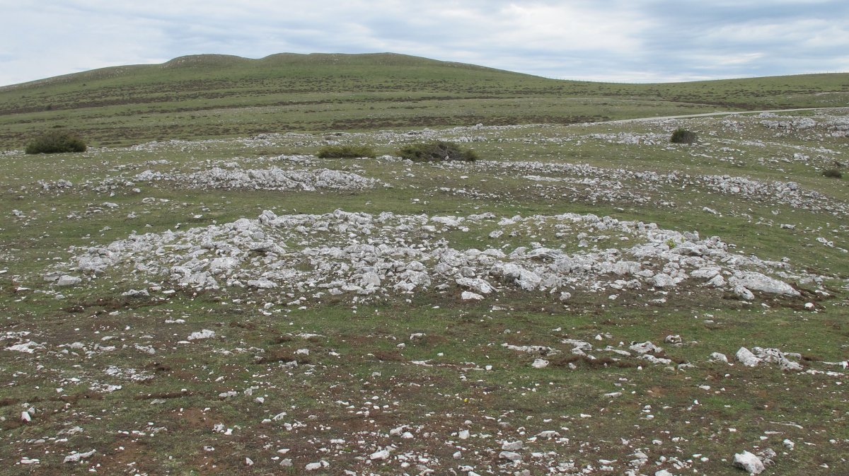 Peña Blanca trikuharria, Andia