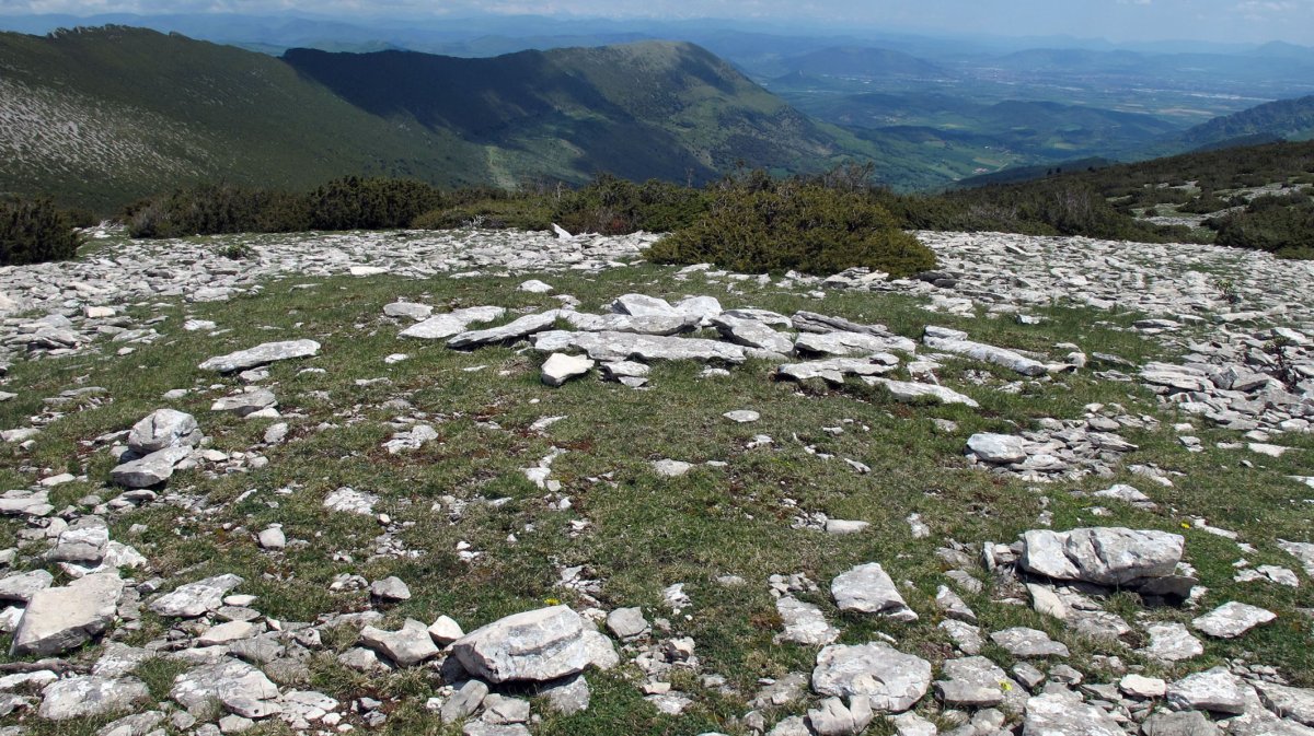 Ezpeleta tumulua, Andia