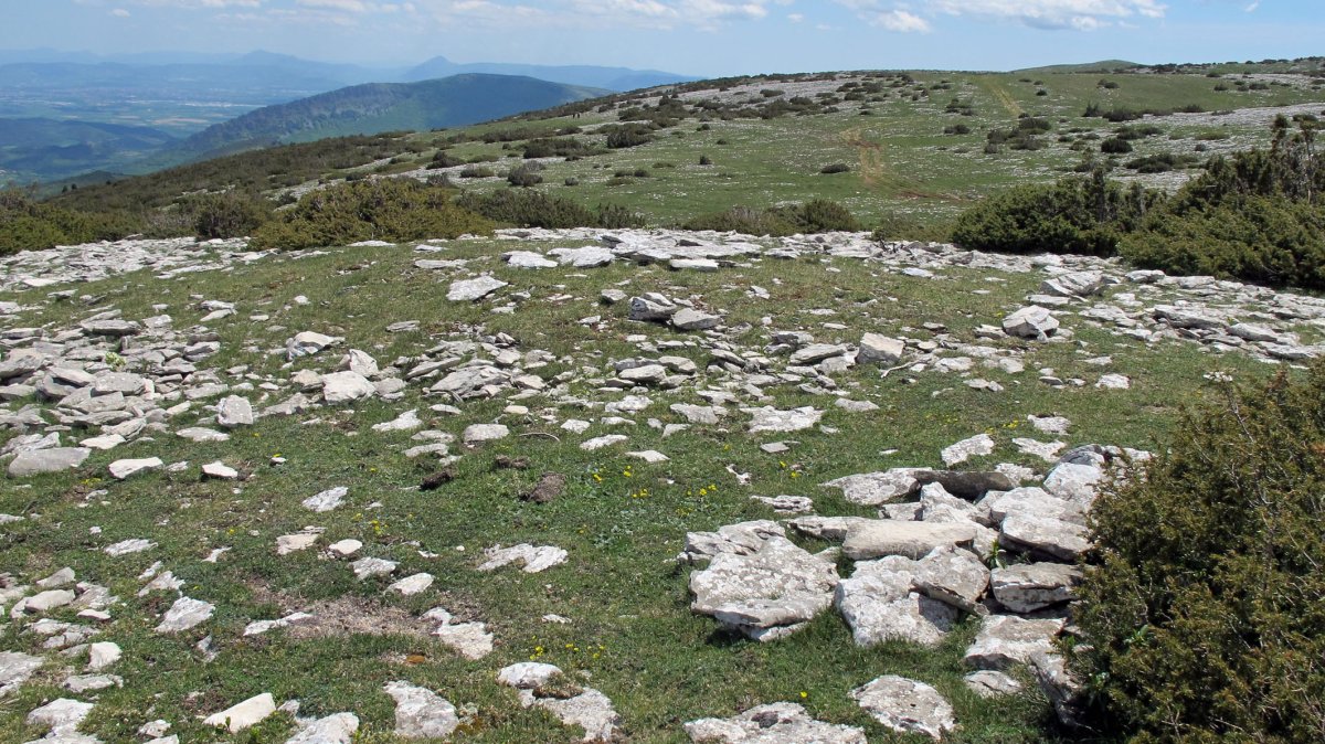 Ezpeleta tumulua, Andia