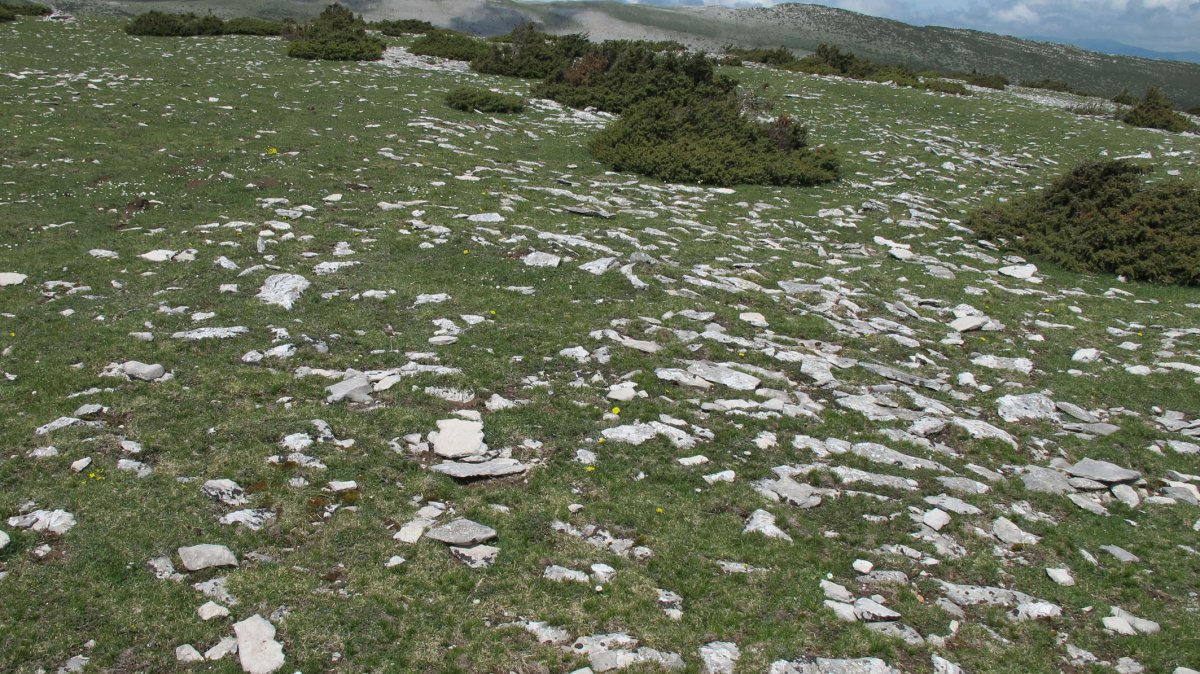 Trekua norte tumulua, Andia