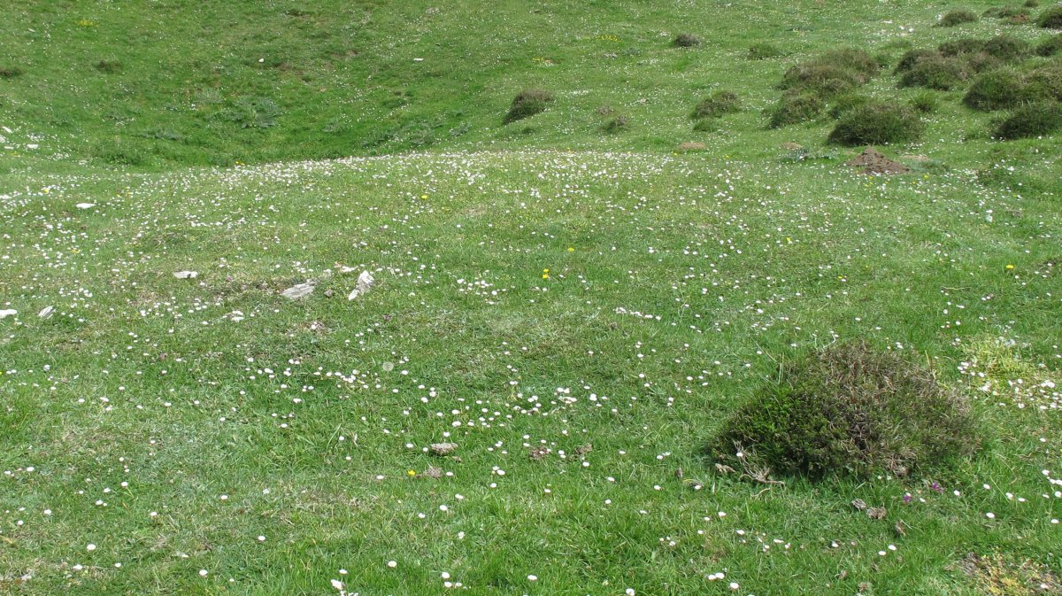 Zotolaundi 3 etxola hondoa, Andia