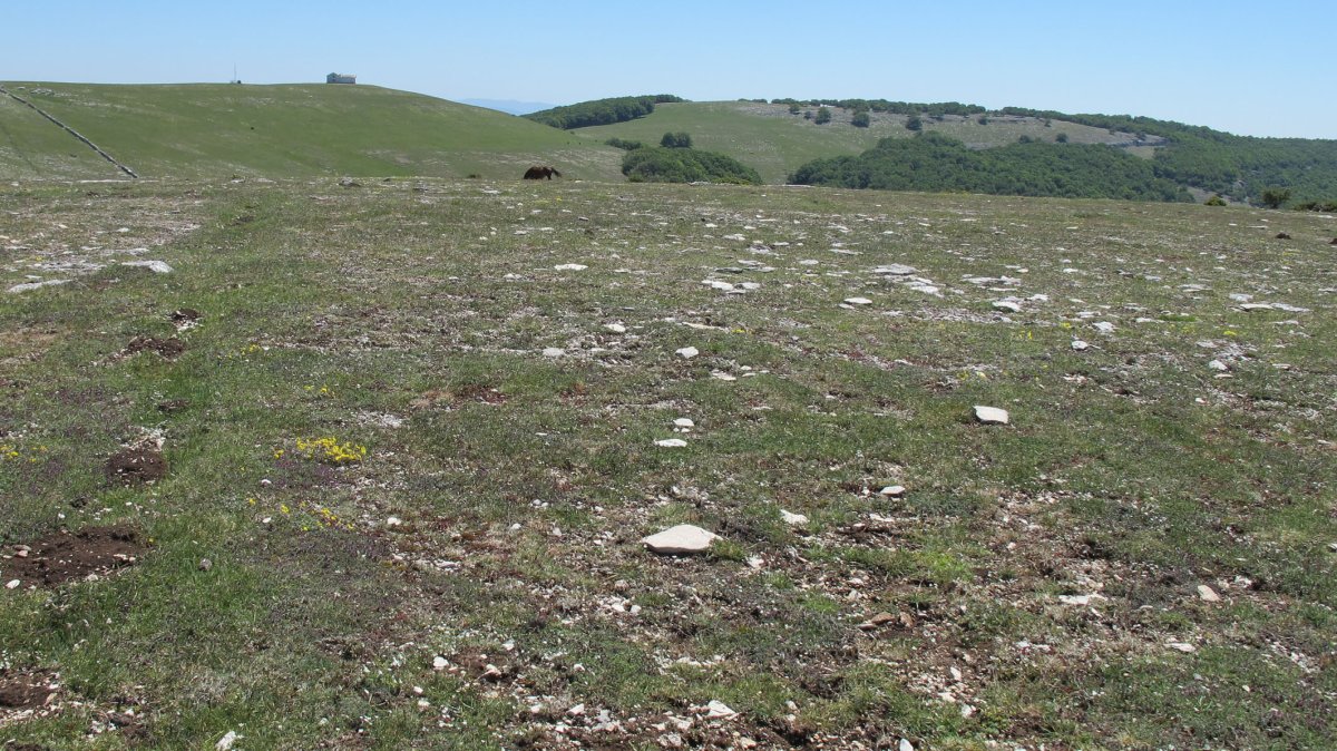 Bizkardi erantun-tumulua, Andia
