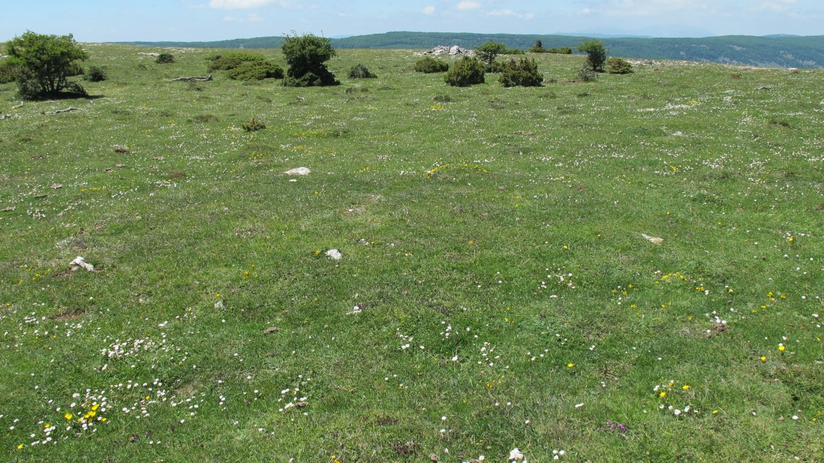 Malkaxko harrespila, Lezaun