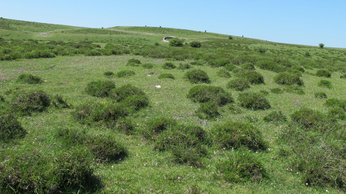 Fuente del Boj tumulua, Andia