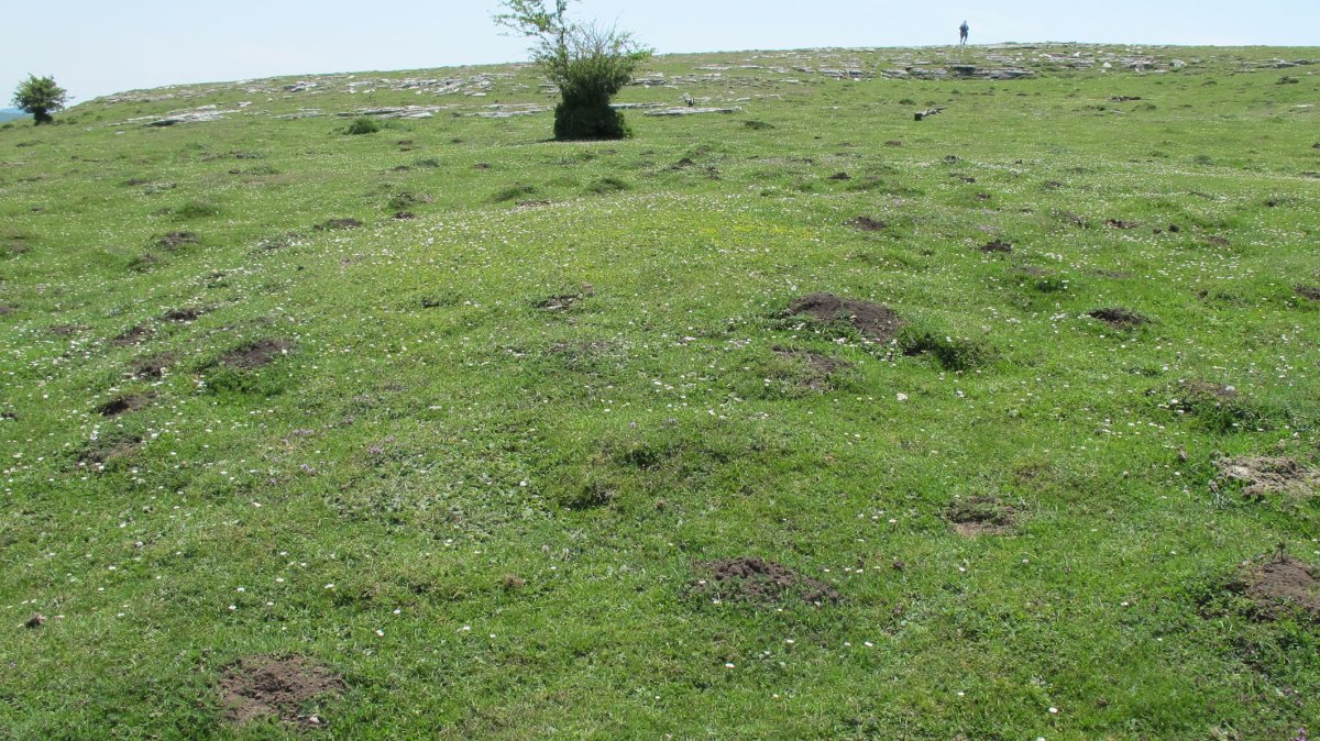 Zaborrate eraztun-tumulua, Andia