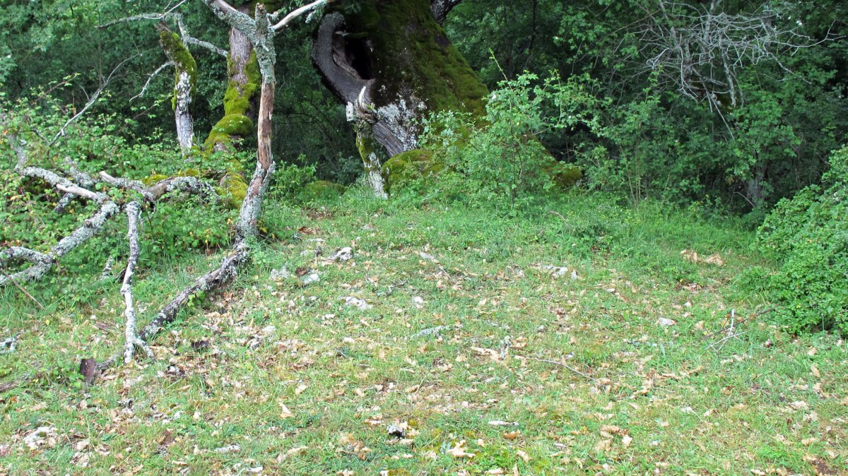 Lintxurdi trikuharria, Goñi