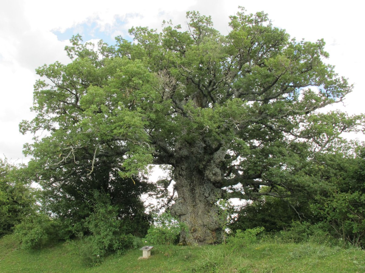 Azantzko haritza, Azantza